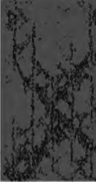 graphic file with name 41598_2024_60981_Figi_HTML.gif