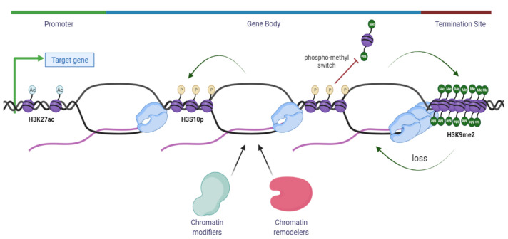 R-Loops and Its Chro-Mates: The Strange Case of Dr. Jekyll and Mr. Hyde ...