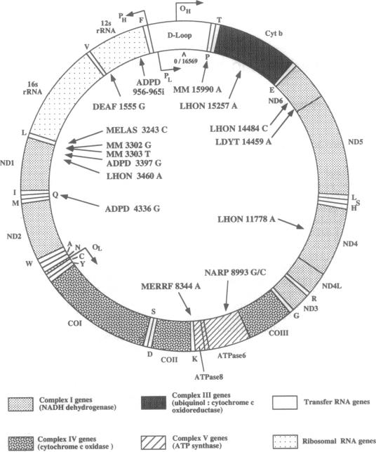 graphic file with name pnas01141-0021-a.jpg