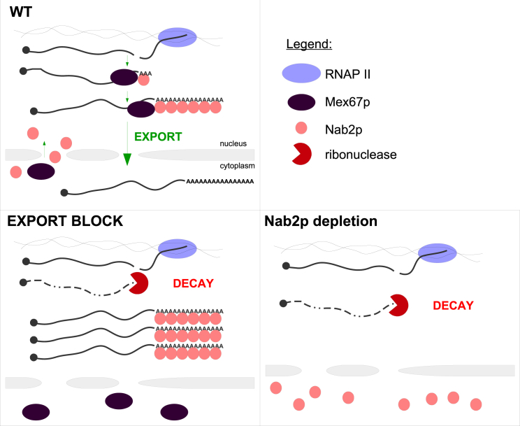 Figure 5