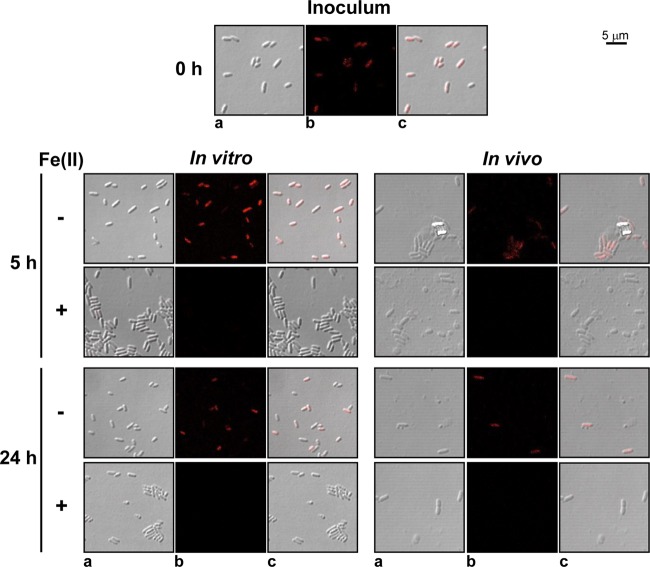 FIG 4