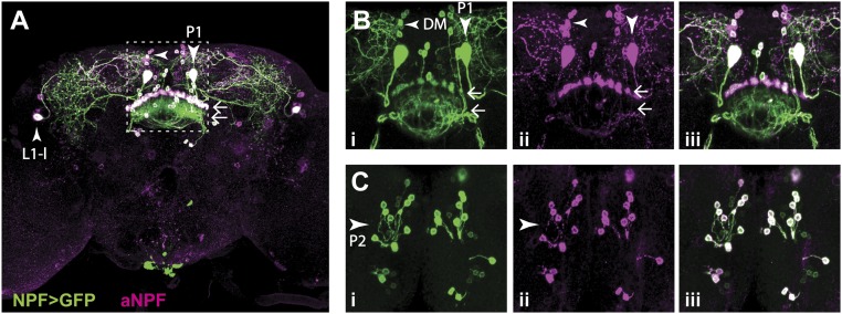 Fig. 7.