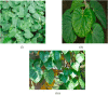 Fig. 3