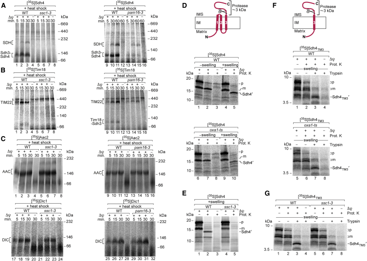 Figure 3