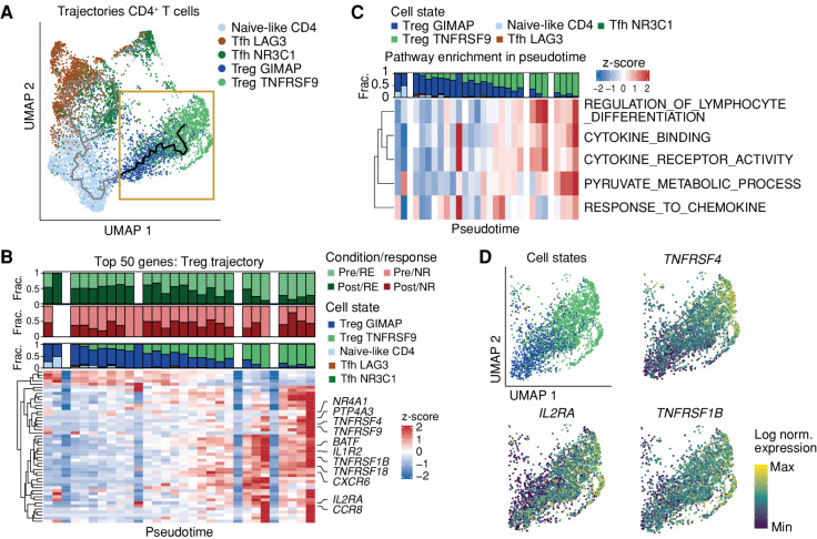 Figure 4. Dual ICB induces altered Treg activation levels in responding patients. A, Pseudotemporal ordering of CD4+ T cells from all pretreatment and posttreatment biopsies using Monocle3 (34–36). The trajectory across the two Treg subsets, which forms the basis for B–D, is highlighted in the yellow box, whereas the remainder of the trajectory is depicted in gray. Note that the trajectory represents transcriptional relatedness between cell pools, and hence does not necessarily reflect a direct differentiation path between cell pools. Cells are colored by cell state. UMAP, uniform manifold approximation and projection. B, Heat map of the top 50 genes correlated with the Treg trajectory (in yellow box in A). Genes related to activation are annotated. Cells along the Treg trajectory are grouped into 30 bins based on the pseudotime, and average gene expression is calculated per bin. Bar plots show the fraction (frac.) of cells from pretreatment and posttreatment biopsies in responding (RE; top) and nonresponding (NR; middle) patients and cell state fractions in each of the bins (bottom). Colors of the two top plots represent the patient group and time point of biopsies. Colors of the bottom panel reflect the cell state. C, Single-cell gene set enrichment on the Treg trajectory of five significantly correlated Gene Ontology term gene sets with the Treg trajectory. Cells are divided over 30 bins, and the average gene set score is calculated per bin. The top bar plot shows the fraction of cells from each cell state per bin, as in B. D, Top left: cells along the Treg trajectory, colored by their cell states as in A. Top right/bottom: expression levels of activation-related genes in cells from the Treg trajectory projected on the UMAP shown in the yellow box in A. Colors represent the scaled gene expression of the indicated activation-related genes. norm., normalized.