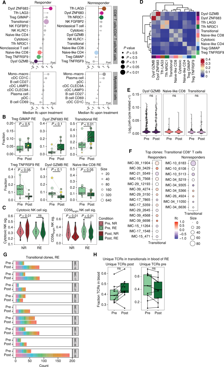 Figure 3. ICB-induced changes in cell states and clonal dynamics in responding (RE) and nonresponding (NR) patients. A, Median log fold change of cell state abundance in responding (left) and nonresponding (right) patients upon ICB therapy, divided into T cells and non–T cells. Size of the datapoints represents the P value of the paired comparison between pretreatment vs. posttreatment samples. Colors represent the cell states that are differentially abundant (P < 0.1) between pretreatment and posttreatment biopsies. A paired Wilcoxon signed rank test was performed. Samples from IMC-04 (monotherapy treated) and patients for whom matched data were lacking were excluded from the analysis (IMC-38 and IMC-12). Mono−macro, monocyte–macrophage. B, Quantification of the abundance of Treg, CD8+ dysfunctional T-cell, naive-like CD8+ T-cell, and transitional CD8+ T-cell subsets in pretreatment and posttreatment biopsies of responding patients, depicted as fraction of total T cells. Datapoints from IMC-27 are marked in yellow. Boxes show the median and 25th and 75th percentiles. Whiskers depict 1.5  × interquartile range, and datapoints represent individual patients, sized by the number of cells that underlie that datapoint. A paired Wilcoxon signed rank test was performed. C, Expression of cytotoxic (mature) and less cytotoxic (CD56bright) NK cell signatures (sig.) in NK cells from pretreatment and posttreatment biopsies of responding and nonresponding patients (33). A two-tailed Mann–Whitney U test was performed between the pretreatment and posttreatment samples for each patient group. D, TCR sharing between T-cell subsets, as calculated using the STARTRAC transition index (37). E, Expression of a proliferation signature (26) in CD8-dysfGZMB, naive-like, and transitional CD8+ T cells across responding patients, depicted as log normalized expression of cell cycle–related genes. A two-tailed Mann–Whitney U test was performed on cells from pretreatment and posttreatment biopsies per subset. F, Fold change of transitional CD8+ T cells between posttreatment vs. pretreatment samples within individual TCR clones that occurred >2 times in pretreatment and posttreatment samples, in responders and nonresponders. Size of the datapoints corresponds to the summed number of cells in pretreatment and posttreatment biopsies for each TCR clone. G, Stacked bar plot showing the number of nonshared transitional clones (i.e., detected either pretreatment or posttreatment) and their clone size after down-sampling of analyzed immune cells to equal cell numbers. H, Overlap in TCRs that were uniquely detected in transitional CD8+ T cells of either pretreatment or posttreatment tumor samples with TCRs in matched blood samples. Boxes show the median and 25th and 75th percentiles. Whiskers depict 1.5  × interquartile range, and datapoints represent individual patients. A paired Wilcoxon signed rank test was performed.