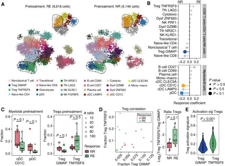 Figure 2. Pretreatment Treg activation state is associated with response to dual ICB. A, 2D projection of all immune cells from responding (RE) and nonresponding (NR) patients at baseline (n = 17, monotherapy-treated patient IMC-04 excluded). Cells are colored by cell state as in Fig. 1B. Cells from the opposite patient group are colored in light gray. Dysf, dysfunctional; Mono–macro, monocyte–macrophage. B, Predictive coefficient of the abundance of cell fractions for each cell state at baseline in responding vs. nonresponding patient groups. Size of the datapoints corresponds to the P value of the comparison between responding and nonresponding patients of the specific cell state, defined by a two-tailed Mann–Whitney U test. Populations that are differentially abundant (P < 0.1) between responding and nonresponding patients are colored by their cell state. C, Fraction of cDC CD1C and pDC (left) and the two Treg subsets (right) in nonresponding and responding patients at baseline. Datapoints from the one patient with a partial pathologic response (IMC-27) are marked in yellow. Boxes show the median and 25th and 75th percentiles. Whiskers depict 1.5  × interquartile range (IQR), and datapoints represent individual patients, sized by the number of cells that underlie that datapoint. A two-tailed Mann–Whitney U test was performed. D, Left: correlation between fractions of TregTNFRSF9 and TregGIMAP cells per patient at baseline, colored by response. IMC-27 is marked with an asterisk. Right: pretreatment ratio of TregTNFRSF9 over TregGIMAP fraction within total T cells per patient, depicted as the log fold ratio in fraction. Boxes show the median and 25th and 75th percentiles. Whiskers depict 1.5  × IQR, and datapoints represent individual patients, IMC-27 is marked in yellow. A two-tailed Mann–Whitney U test was performed. E, Expression of a Treg activation signature (sig; ref. 32) in TregTNFRSF9 and TregGIMAP cells across all patients at baseline. Log normalized expression of activation-related transcripts is depicted, and a two-tailed Mann–Whitney U test was performed.