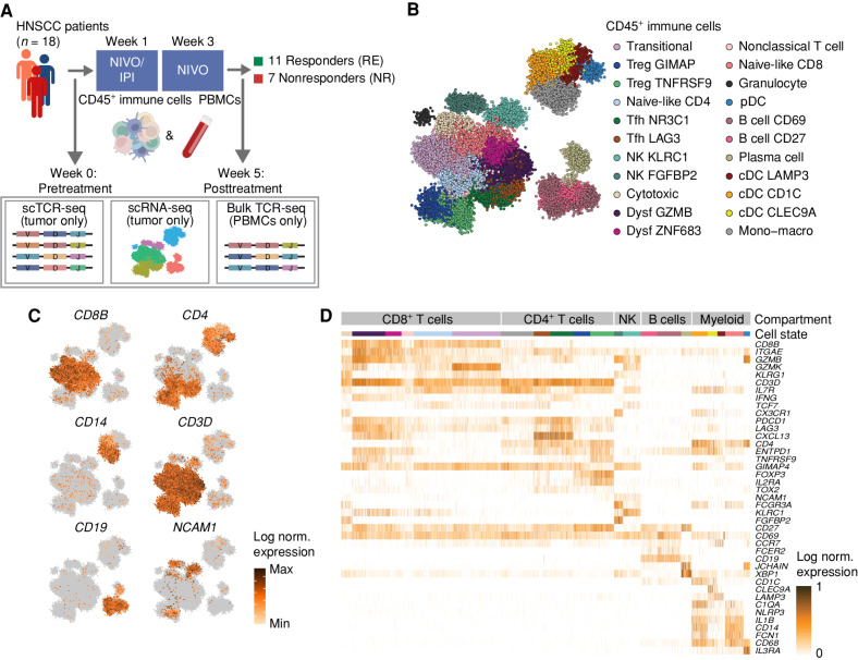 Figure 1. Intratumoral immune cell state diversity in HNSCC. A, Overview of the analyzed patient cohort. Matched pre- and posttreatment primary tumor biopsies and blood samples [peripheral blood mononuclear cells (PBMC)] were collected from 17 patients (seven NR and 10 RE) who were treated with one cycle of nivolumab (NIVO) and ipilimumab (IPI; week 1), followed by one cycle of nivolumab (week 3) and surgery (week 5). One patient (RE, IMC-04) received two cycles of nivolumab monotherapy, and samples of this patient were left out of all analyses in which response was considered a parameter. Biopsies and blood samples were taken at week 0 and at week 5, at time of surgery. Single-cell RNA and TCR sequencing (10X Genomics) was performed on matched biopsies of all patients. Bulk TCR sequencing was performed on matched blood samples of all responding patients. B, 2D projection of all intratumoral immune cells from all patients, colored by cell state. cDC, conventional dendritic cell; Dysf, dysfunctional; Mono–macro, monocyte–macrophage; pDC, plasmacytoid dendritic cell; Tfh, follicular helper-like T cell. C, Expression of genes that identify the CD4+ and CD8+ T-cell lineages, NK cells, B cells, and myeloid cells across all metacells, projected on the 2D map shown in B. Color scale bar represents log normalized expression, scaled to the minimum and maximum expression levels for each gene. norm., normalized. D, Heat map of the log normalized unique molecular identifier count of marker genes characterizing different subsets of CD4+ and CD8+ T cells, NK cells, B cells, and myeloid cells across all patients, grouped and colored by cell state. Color code corresponds to the color code used in B. Color scale bar represents the log normalized expression of the individual genes.