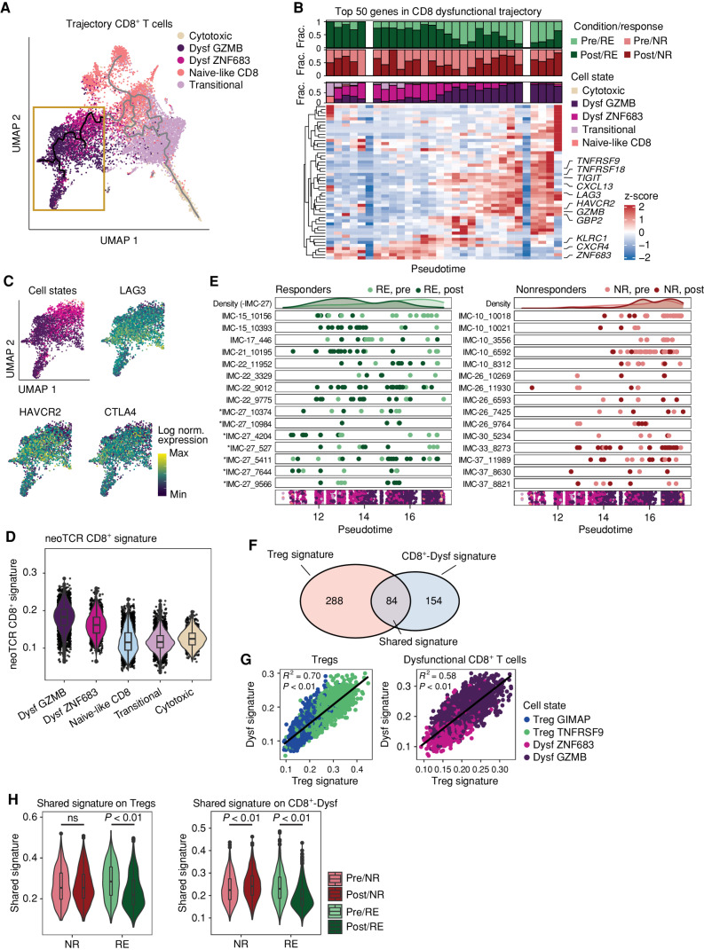 Figure 5. Dual ICB induces reduced levels of T-cell activation in responding patients. A, Pseudotemporal ordering of CD8+ T cells using Monocle3 (34–36). Trajectory between the dysfunctional CD8+ T-cell subsets is shown in black in the yellow box and forms the basis for analyses in B–E. The remainder of the trajectory between CD8+ T-cell states is depicted in gray. Note that the trajectory represents transcriptional relatedness between cell pools and hence does not necessarily reflect a direct differentiation path between cell pools. Cells are colored by cell states. Dysf, dysfunctional; UMAP, uniform manifold approximation and projection. B, Heat map of the top 50 genes correlated with the dysfunctional trajectory. Genes related to activation are highlighted. Cells are divided over 30 bins, and the average gene expression is calculated per bin. Bar plots show the fraction (frac.) of cells from pretreatment and posttreatment biopsies in responding (RE; top) and nonresponding (NR; middle) patients and cell state fractions in each of the bins (bottom). Colors of the two top plots represent the patient group and time point of biopsies. Colors of the bottom plot reflect the cell state. C, Top left: cells along the dysfunctional CD8+ T-cell trajectory, colored by their cell states as in A. Top right/bottom: expression levels of activation-related genes in cells from the dysfunctional CD8+ T-cell trajectory projected on the UMAP. Colors represent the scaled gene expression of the indicated activation-related genes. norm., normalized. D, Expression of a neoantigen reactivity signature (12) across cells within the CD8-dysfGZMB, CD8-dysfZNF683, naive-like, transitional, and cytotoxic CD8+ T-cell populations. Log-normalized expression of activation-related transcripts is depicted, and a two-tailed Mann–Whitney U test was performed. E, Top 15 largest dysfunctional CD8+ T-cell clones that occurred in >2 cells in pretreatment and posttreatment biopsies, projected onto the dysfunctional trajectory in pseudotime of the responding (left) and nonresponding (right) patients. Cells from pretreatment and posttreatment samples are depicted in light and dark colors, respectively. TCR clones from IMC-27 are marked with an asterisk. Top density plot shows the density of TCR clones of the responding or nonresponding patients, excluding IMC-27, over pseudotime. The bottom scatter plot represents the cell states in pseudotime, colored by cell states as described in A. F, Venn diagram with the overlap in genes between the signatures of the dysfunctional and Treg trajectories, composed of genes that positively correlate with pseudotime. G, Correlation between the signatures of the dysfunctional and Treg trajectories, applied on either Tregs (left) or on dysfunctional CD8+ T cells (right), colored by cell state. A linear regression was performed on both signatures within each of the subsets. Correlation coefficient was calculated with a Pearson correlation. H, Enrichment score of the shared signature in the Tregs and dysfunctional CD8+ T-cell subsets in pretreatment and posttreatment biopsies of responding and nonresponding patients. A two-tailed Mann–Whitney U test was performed between the different patient groups.