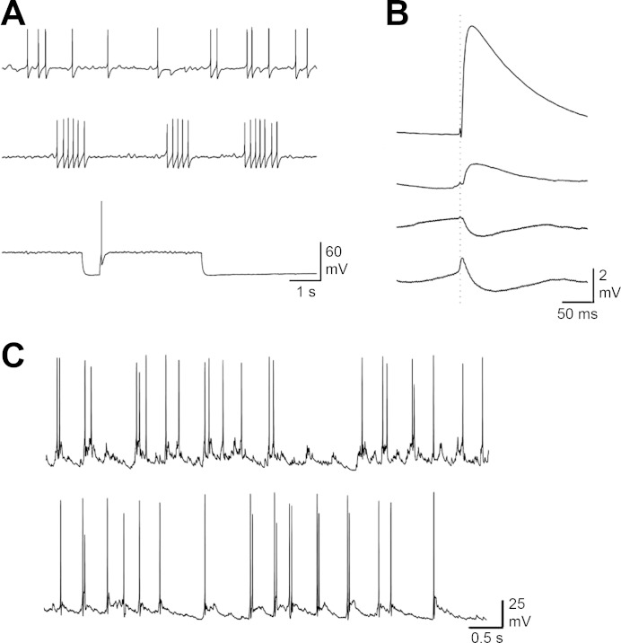 Fig. 1.