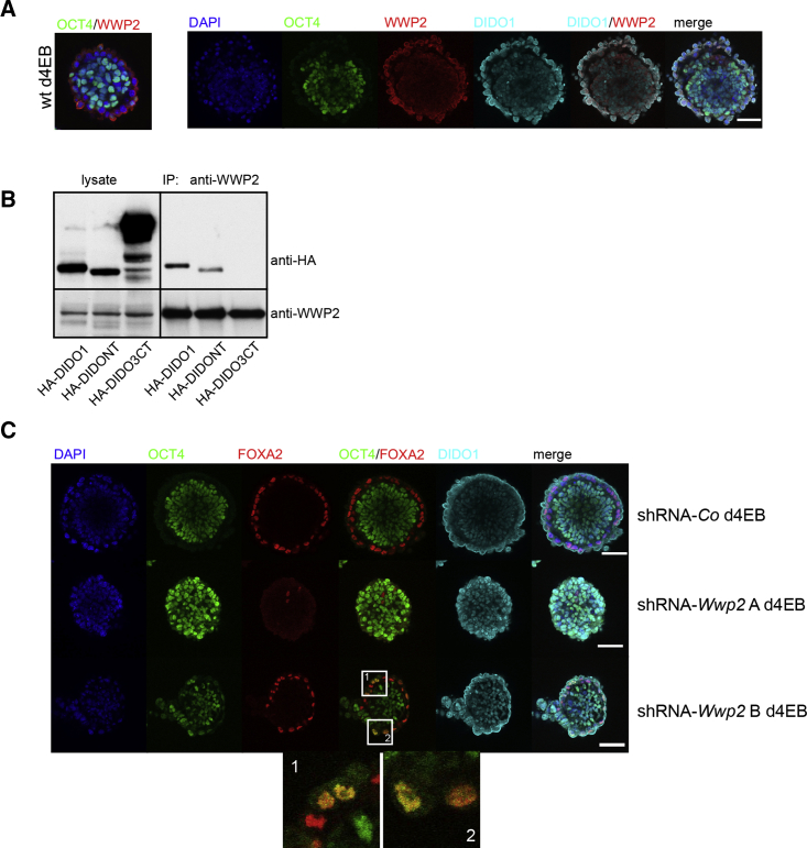 Figure 6