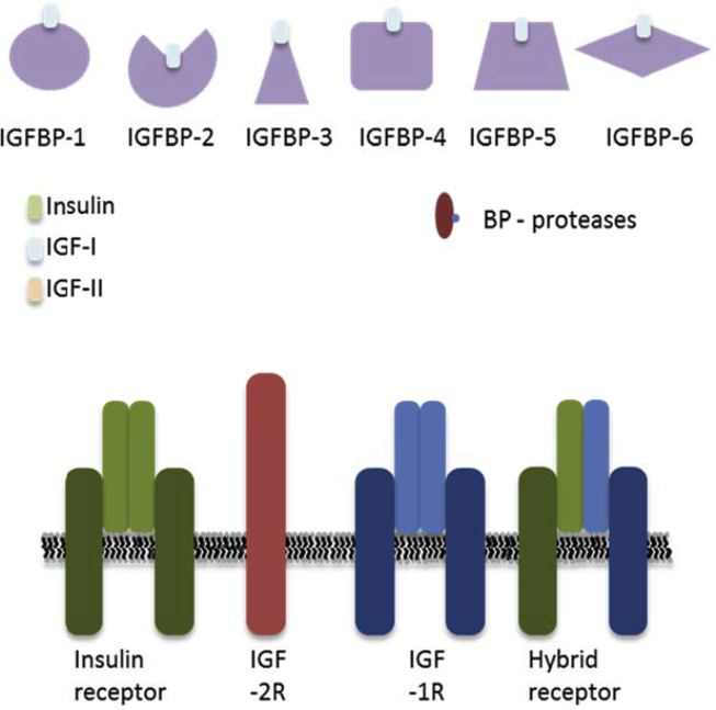 Figure 1