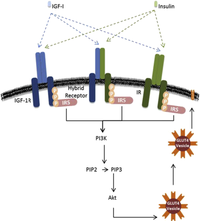 Figure 2