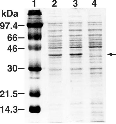 FIG. 4.