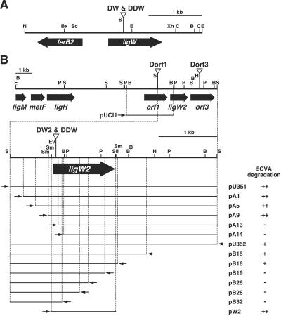 FIG. 2.