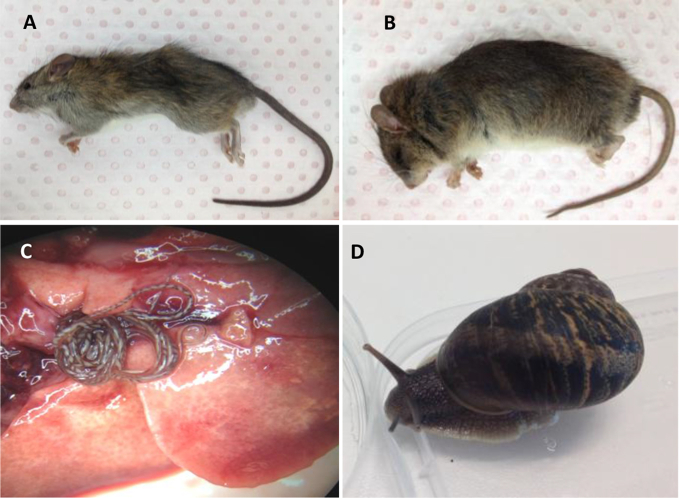 Fig. 1