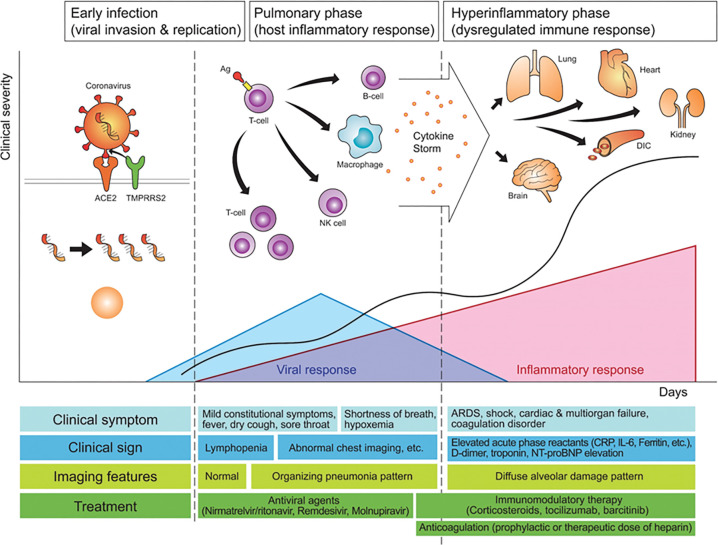 Diagram shows how pathogenetic evolution of COVID-19 pneumonia correlates with clinical and imaging features and management. The early infection stage occurs at the time of inoculation. During this stage, SARS-CoV-2 binds to its target using the angiotensin-converting enzyme 2 (ACE2) receptor and transmembrane protease serine 2 (TMPRRS2) and multiplies in the host cells. In the second stage, the pulmonary phase, viral multiplication and localized inflammation in the lungs occur and viral pneumonia is developed. In a minority of patients with COVID-19, the disease may progress to the most severe stage, the hyperinflammatory phase. An uncontrolled systemic inflammatory response resulting from the cytokine storm occurs at this stage. Pink triangle indicates inflammatory response, blue triangle indicates viral response, and black line indicates clinical severity. Areas under trigon represent chronological changes in the intensity of responses. Ag = antigen, ARDS = acute respiratory distress syndrome, CRP = C-reactive protein, DIC = disseminated intravascular coagulation, IL-6 = interleukin-6, NT-proBNP = N-terminal prohormone of brain natriuretic peptide.