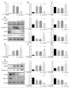 The image depicts a scientific study on the regulation of extracellular matrix homeostasis in chondrocytes by miR-708-5p through RT-qPCR analysis, Western blot analysis, and quantitative protein measurements. The study involves comparing the effects of miR-708-5p mimics, miR-708-5p inhibitor, and various treatments on the expression of MMP3, ADAMTS-4, SOX9, and COL2A1 in chondrocytes. The results are shown in a series of bar graphs and protein visualization images with statistical significance markers, indicating the impact of IL-1β and miR-708-5p manipulation on these genes and proteins.