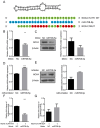 The image presents a detailed experimental analysis of miR-708-5p, a microRNA that targets NOX4, a gene involved in inflammatory processes. The sequence alignment shows miR-708-5p specifically binds to the 3'UTR of NOX4, altering its expression. NOX4 expression is significantly upregulated in cells co-expressed with miR-708-5p mimic, reduced with its inhibitor. Western blot analyses confirm these findings at the protein level. The luciferase reporter assays validate that miR-708-5p suppresses NOX4 by binding to its 3'UTR, as the activity is markedly lower with the mutant version.