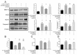 The image shows an experiment investigating the effects of miR-708-5p and NOX4 on IL-1β-induced inflammatory and catabolic responses in human chondrocytes. Western blot analysis (A) reveals NOX4 protein expression increases in chondrocytes treated with NOX4 overexpression plasmid. Cell viability assay (B) shows a 10% decrease in cell viability with NOX4 overexpression. ELISA analysis (C-D) indicates 500% increase in IL-6 and 900% increase in TNF-α production with NOX4 overexpression. The study suggests that miR-708-5p and NOX4 play a significant role in modulating IL-1β-induced inflammatory responses in chondrocytes.