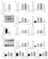 The image depicts a study analyzing the effects of miR-708-5p on IL-1β-induced inflammatory responses in human chondrocytes. The study includes RT-qPCR analysis of miR-708-5p expression, effects on inflammatory mediators, and ELISA analysis.