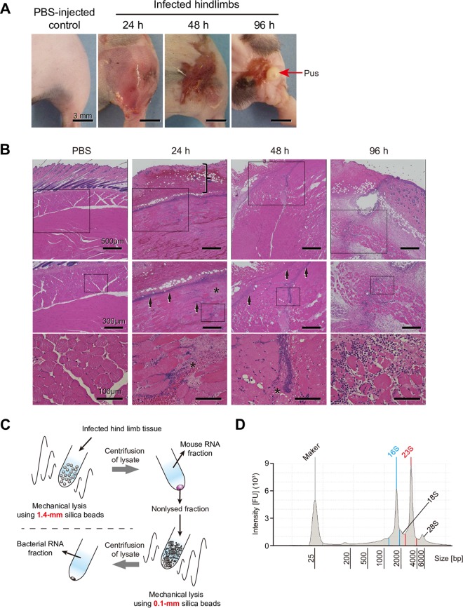 FIG 1