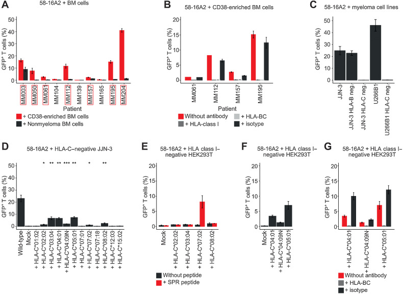 Figure 5. 16A2 is a degenerate TCR that recognizes multiple myeloma cells of different patients in the context of a variety of HLA-C alleles. A, 58-16A2 were incubated with CD38-enriched multiple myeloma or MACS CD38-depleted nonmyeloma cells. Axis descriptions of patients who activated 58-16A2 are highlighted by red rectangles. “Nonmyeloma BM cells” represent CD38-depleted bone marrow (BM). In patients MM157 and MM195, remaining multiple myeloma/B-lineage cells were removed from MACS CD38-depleted bone marrow by additional FACS sorting (sorting criteria: CD38−CD138−CD19−, gating in Supplementary Fig. S8). B, 58-16A2 were incubated for 16 hours at 37°C in 5% CO2 with multiple myeloma cells from four patients in the presence of blocking antibodies against HLA-class I or HLA-BC. C, 58-16A2 were incubated with JJN-3 or U266B1 cells for 16 hours at 37°C in 5% CO2. HLA-B or HLA-C were deleted using CRISPR-Cas9. D, 58-16A2 were incubated for 16 hours at 37°C in 5% CO2 with HLA-C–negative JJN-3 transiently transfected with selected HLA-C alleles. Wild-type, unmanipulated JJN-3 expressing all endogenous HLA alleles; mock, nucleofection of HLA-C–negative JJN-3 without HLA-containing plasmid. Statistical significance between mock and indicated conditions was determined by paired Student t test. *, P < 0.05; **, P < 0.01; ***, P < 0.001. E–G, Selected HLA-C alleles were expressed in HLA-class I–negative HEK293T cells and incubated with 58-16A2 for 16 hours at 37°C in 5% CO2. Mock, transfection without HLA-containing plasmid. E, HLA-recombinant HEK293T were also loaded with SPR. G, Blocking antibodies against HLA-BC or an isotype antibody were added before coincubation. Bar charts indicate mean ± standard deviation. Data are representative of 3 experiments.