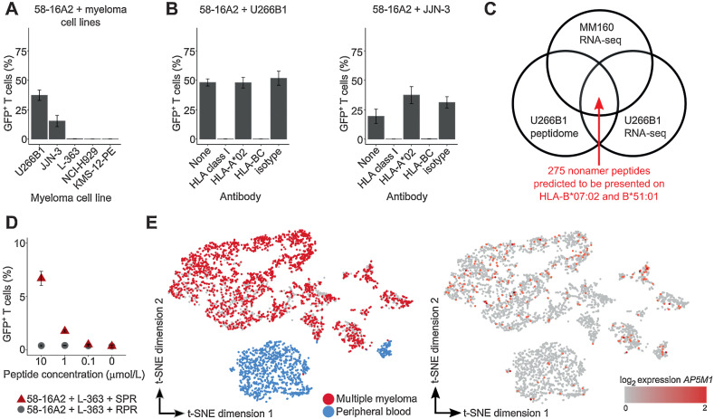 Figure 4. TCR 16A2 recognizes the AP5M1-derived peptide SPRPPLISV (SPR). A and B, 3 × 104 58-16A2 were incubated with 5 × 104 cells of different multiple myeloma cell lines for 16 hours at 37°C 5% CO2. Blocking antibodies against HLA-class I, HLA-A*02, or HLA-BC were used at 20 μg/mL, 20 μg/mL, or 40 μg/mL, respectively. C, Potential target peptides of 16A2 were selected from a total of 3,686 nonamer peptides of the U266B1 peptidome applying the following criteria: (i) RNA expression within multiple myeloma cells of MM160 and U266B1, and (ii) presentation on HLA-B*07:02 and HLA-B*51:01. Peptides with predicted HLA binding affinity ≤ 700 nmol/L (NetMHC) were considered presented. D, L-363 cells that did not activate 58-16A2 without additional peptide loading were used as antigen-presenting cells. RPR (amino acid sequence: RPRPPVLSV) was used as a negative control peptide representative for all other 274 nonamer peptides that did not activate 58-16A2. E, Combined single-cell gene expression of CD38-enriched multiple myeloma bone marrow and peripheral blood cells from patient MM160. Each data point represents 1 of 4,430 single cells. Left: Multiple myeloma cells were identified by monoclonal immunoglobulin light chain CDR3 sequences. Right: AP5M1 expression was generally low and not restricted to multiple myeloma cells. A, B, and D indicate mean ± standard deviation. Data are representative of 3 experiments unless otherwise stated.