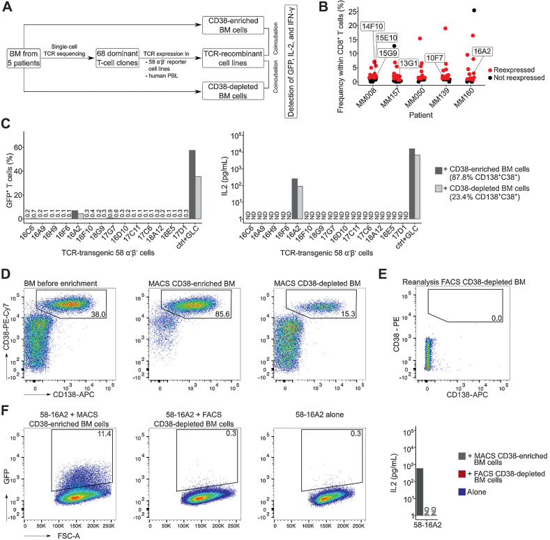 Figure 3. Recognition of multiple myeloma cells by dominant bone marrow T-cell clones. A, Experimental setup: From five patients with substantial bone marrow T-cell expansion, 68 clones were selected for TCR expression in 58α−β− reporter T cells and healthy donor peripheral blood lymphocytes. TCR-recombinant cells were incubated with respective CD38-enriched multiple myeloma or CD38-depleted nonmyeloma cells for 16 hours at 37°C in 5% CO2 to determine antigen recognition. B, Patients and T-cell clones that were selected for expression (red) based on their frequencies. Data points indicate T-cell clones. Clones of mentioned in the manuscript are labeled. C, Incubation of TCR-recombinant 58α−β− reporter T cells with enriched multiple myeloma and nonmyeloma cells from patient MM160. 58α−β− cells expressing an HLA-A*02:01–restricted TCR specific for the EBV-derived peptide GLCTLVAML (GLC) were incubated for 16 hours at 37°C in 5% CO2 with myeloma and nonmyeloma cells from the same patient loaded with the target peptide as control (ctrl). GFP and murine IL2 were measured as readouts for T-cell activation. D, MACS CD38 enrichment and depletion of bone marrow from patient MM160. Cells were pregated on mononuclear cells. To remove remaining multiple myeloma cells (CD38++CD38+) from MACS CD38-depleted cells, (E) we performed subsequent FACS (CD19−CD38−CD138−, sorting gates in Supplementary Fig. S8), resulting in 0.0% remaining CD38++CD138+ multiple myeloma cells within the FACS CD38-depleted BM population. F, Repeated incubation of 58-16A2 with CD38-enriched and FACS CD38-depleted bone marrow from patient MM160 or 58-16A2 alone. Cells were pregated on single live murine CD3+ T cells after exclusion of human bone marrow cells by scatter characteristics, CD38, CD138, and CD45 staining. For each patient, incubations of reporter cells with CD38-enriched or depleted bone marrow cells were done in one experiment resulting in 5 experiments, unless stated otherwise. BM, bone marrow; PBL, peripheral blood lymphocytes; n.d., not detectable.