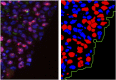 Fig 13