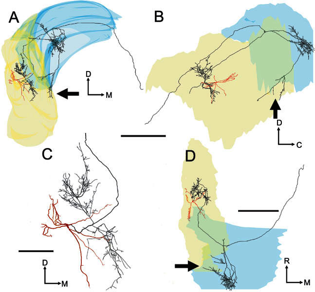 Figure 5