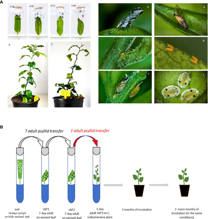 Figure 1