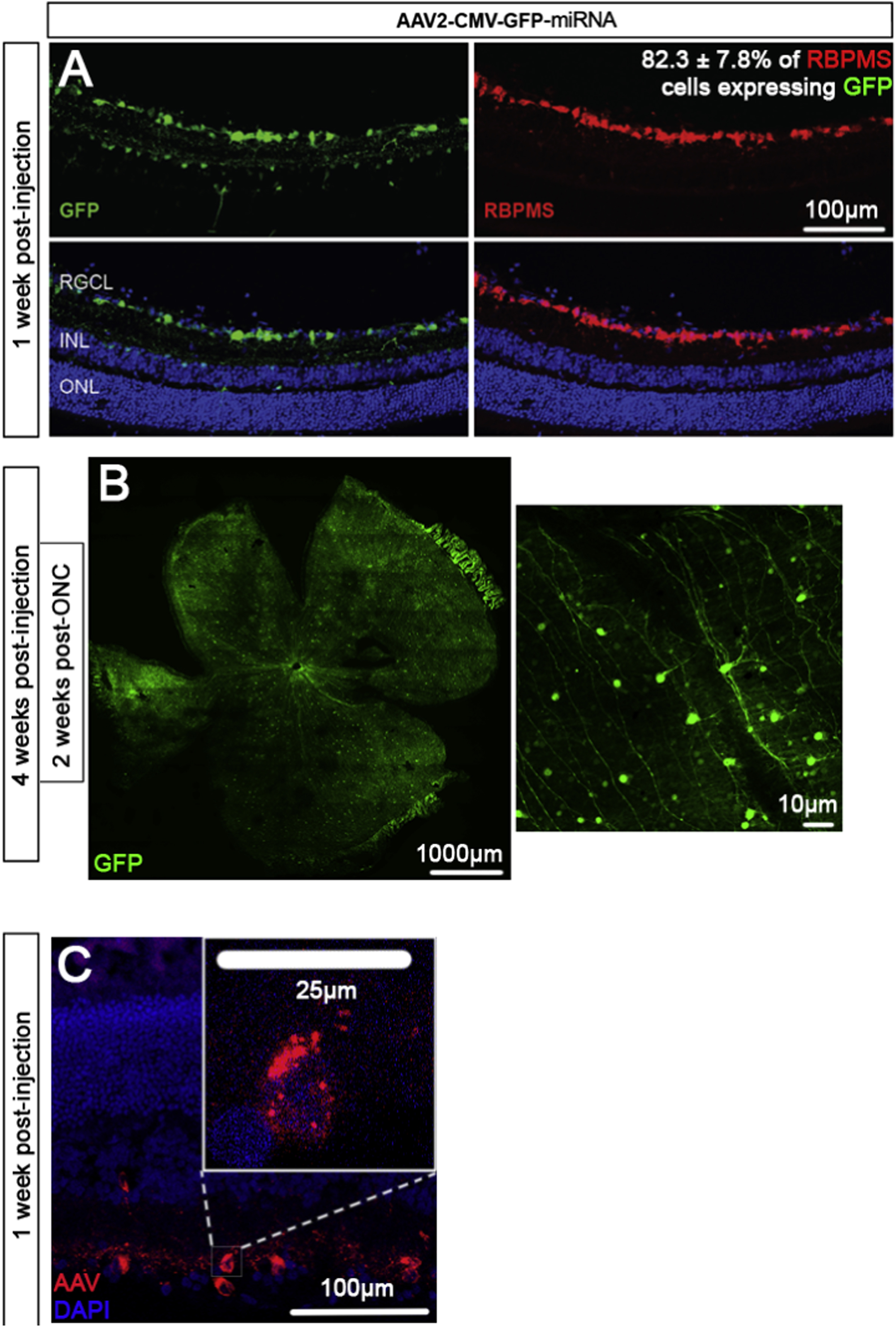 Figure 2: