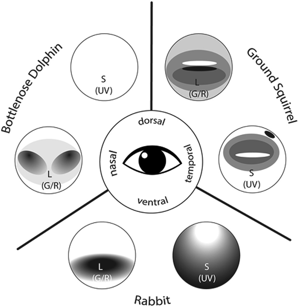 Fig. 8