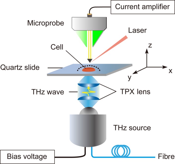 FIGURE 1