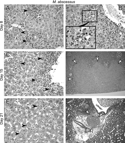 FIG. 8.