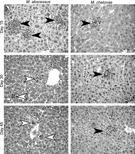 FIG. 6.