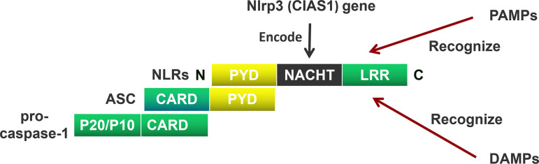 Figure 1