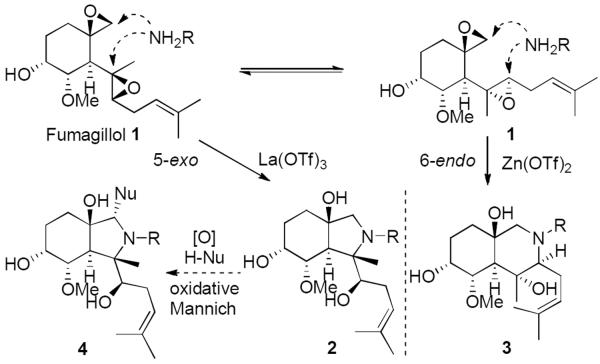 Scheme 1