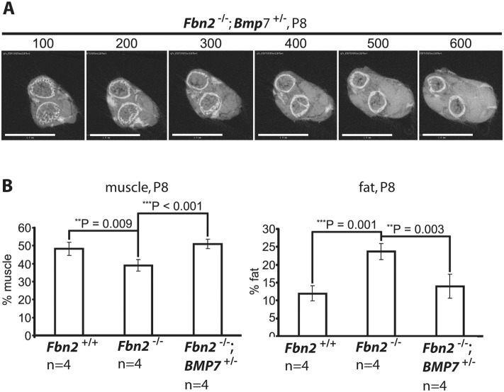 Fig 7