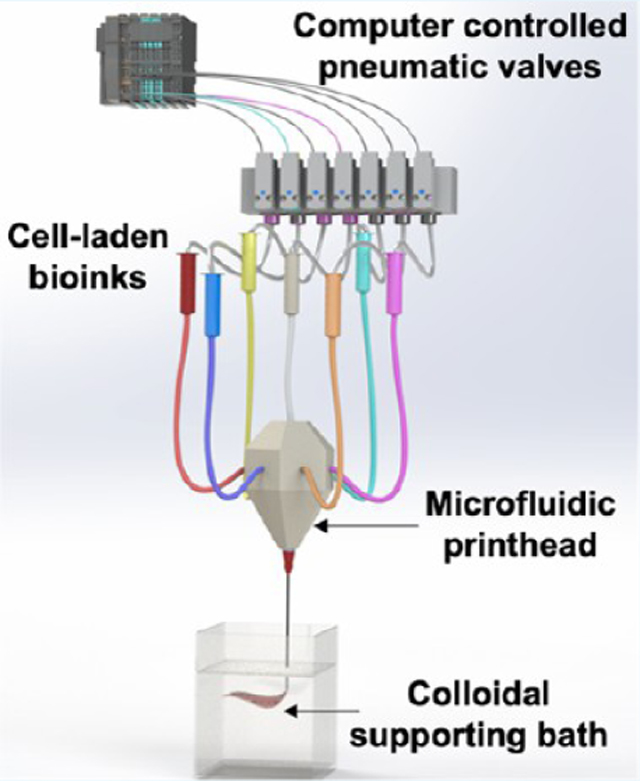 graphic file with name nihms-1955029-f0012.jpg