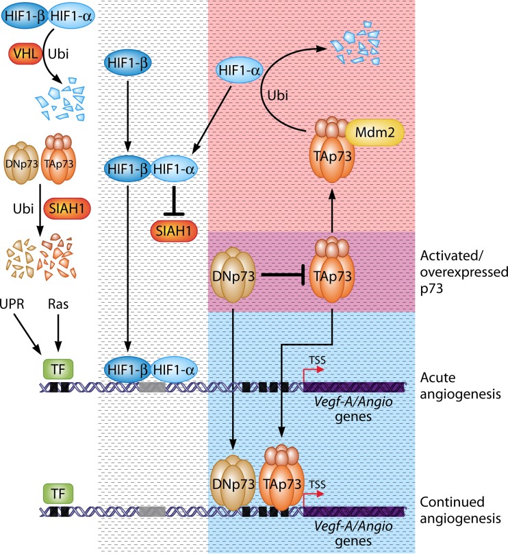 FIG 1