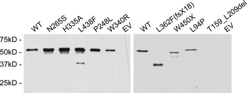 Figure 5.