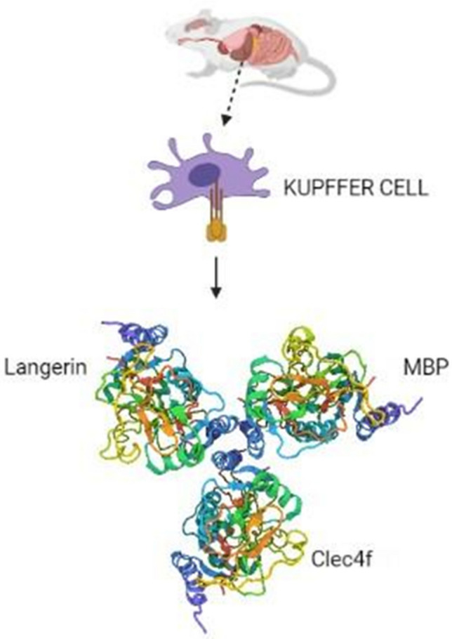 Fig. 6