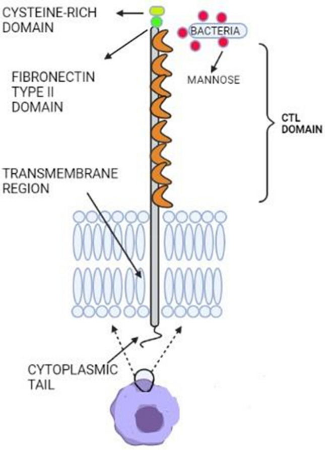 Fig. 5