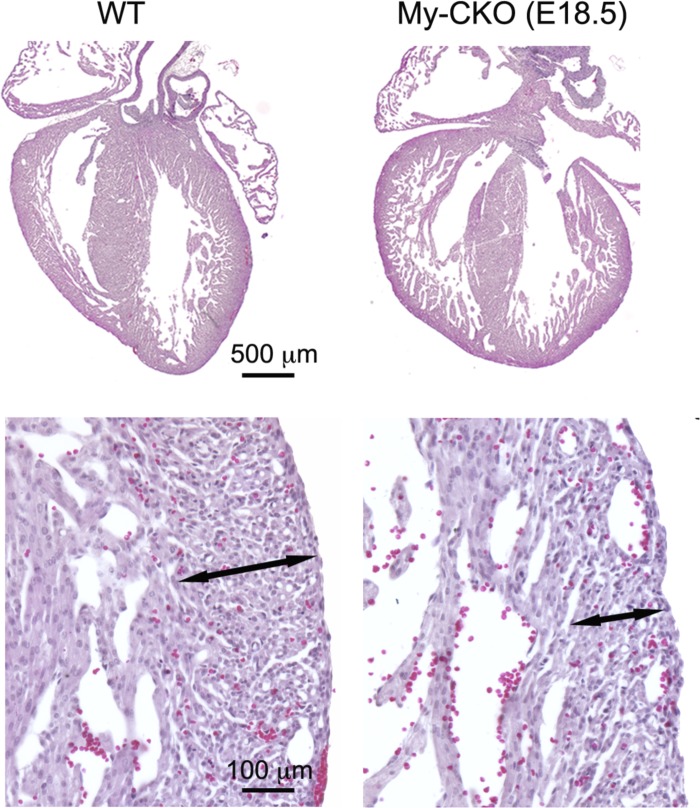 Fig. 9.