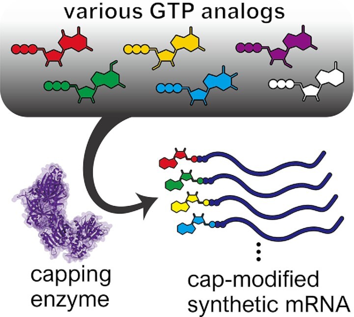 Graphical Abstract