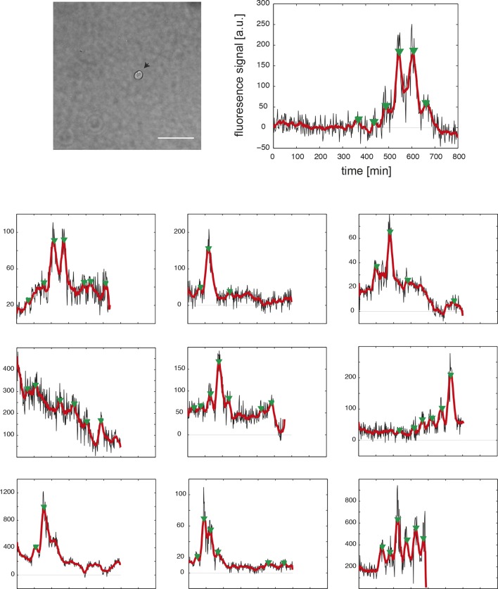 Figure 1—figure supplement 9.