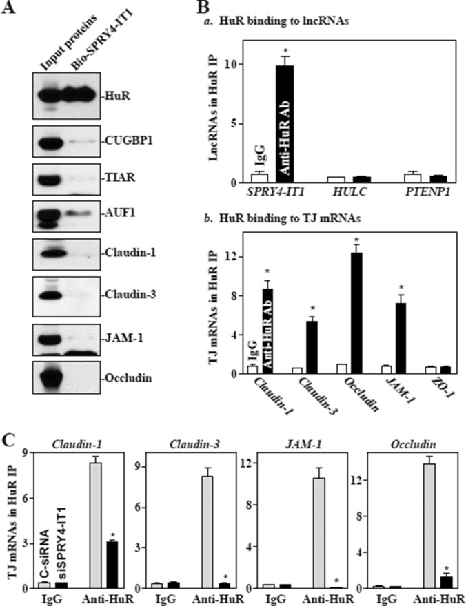 FIGURE 4: