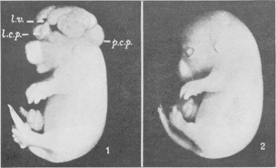 Fig. 42